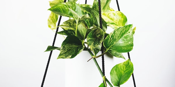 英格兰足球超级联赛标志 - 狮子与足球的经典组合